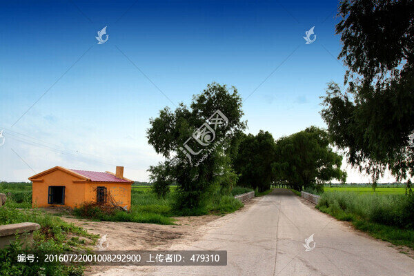 田間路,防風(fēng)林,路,小路,馬路