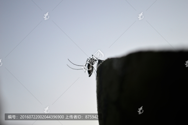 蚊子