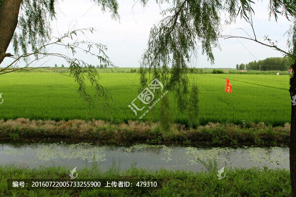 水渠,農(nóng)田,稻田,莊稼,水利
