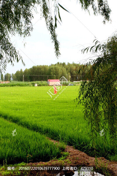 水渠,農(nóng)田,稻田,莊稼,水利