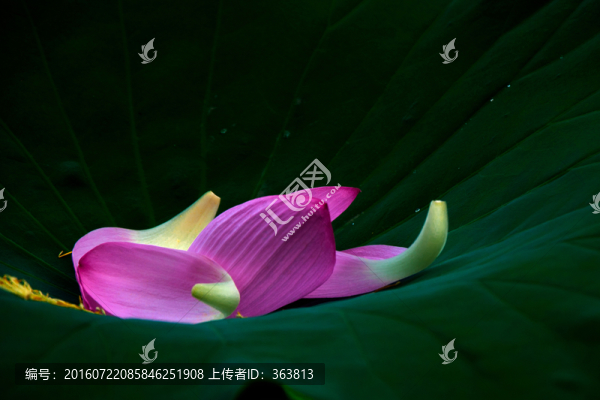 紅荷