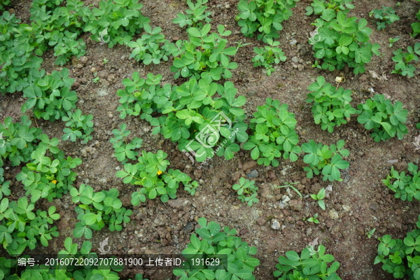 花生秧
