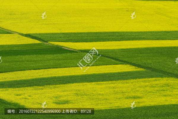 交錯的油菜花田