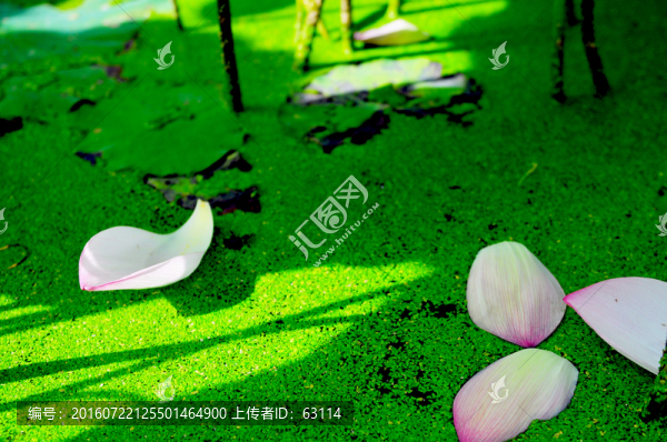 六月荷花,蓮花,夏季荷花,蓮蓬