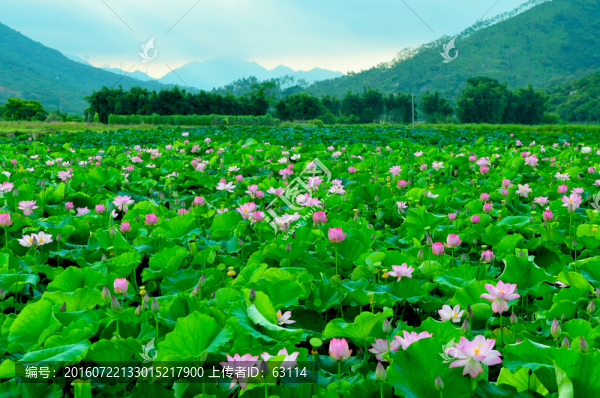 六月荷花,蓮花,夏季荷花,蓮蓬