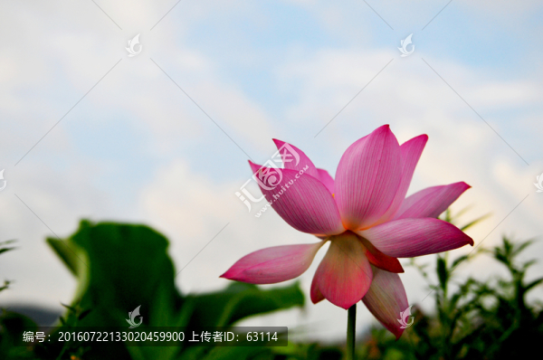 六月荷花,蓮花,夏季荷花,蓮蓬