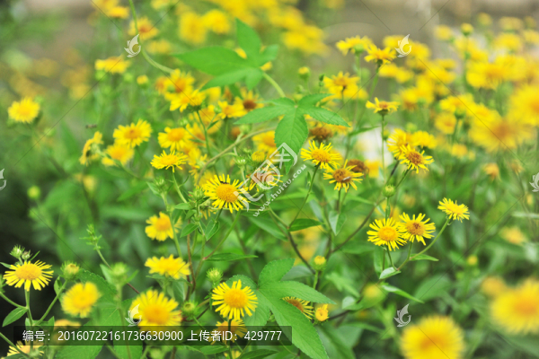 向陽(yáng)花,綠化花草,綠化帶