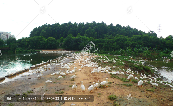 養(yǎng)鴨場(chǎng)