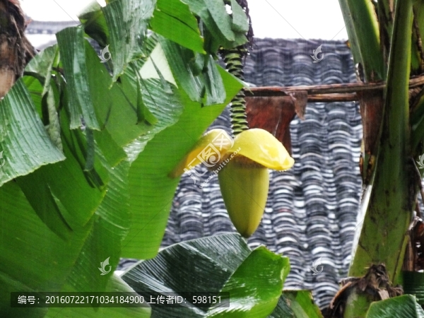 芭蕉果