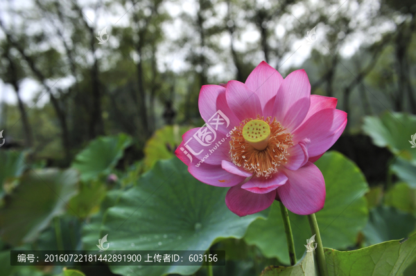荷花