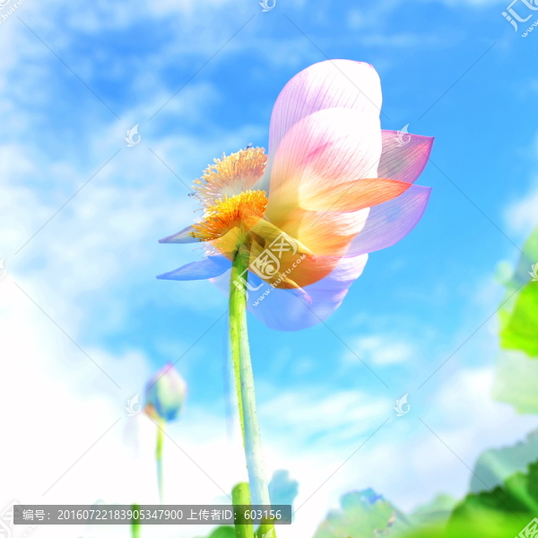 荷花