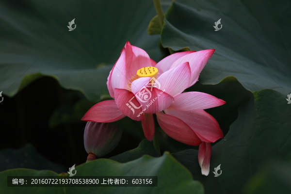 荷花