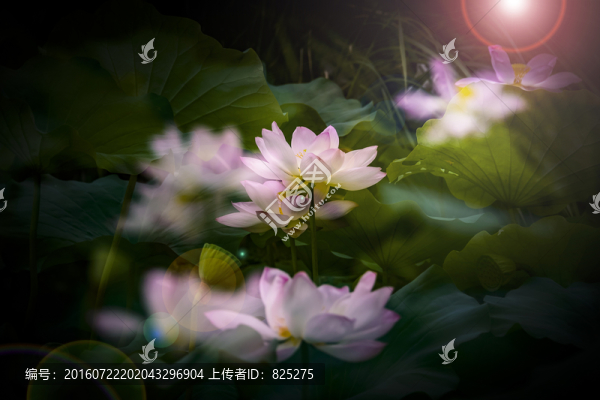 荷韻