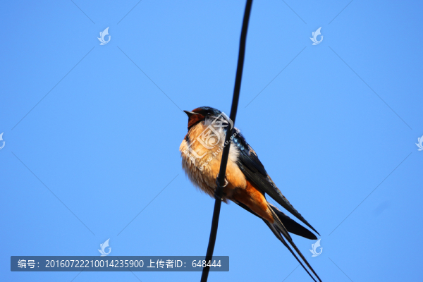 家燕