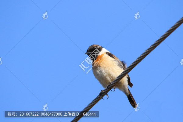 黑喉石唧雄鳥