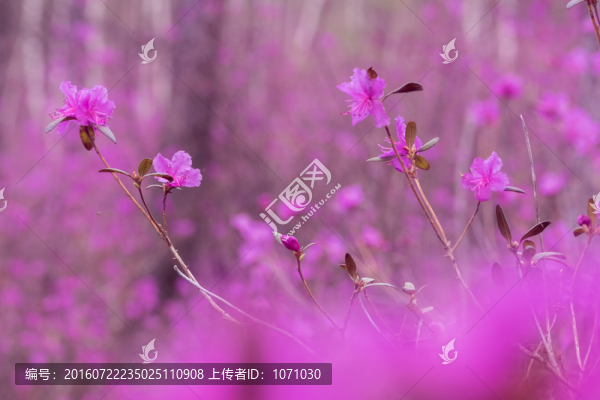 杜鵑花