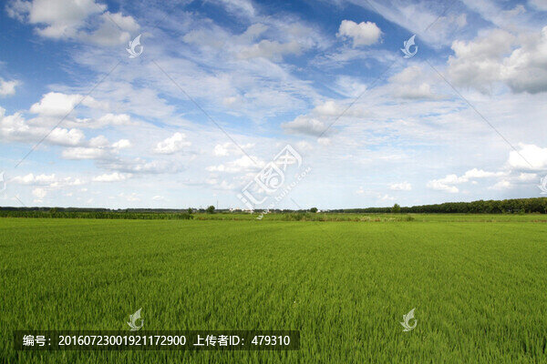水稻,水稻田,秧苗,莊稼,農(nóng)田