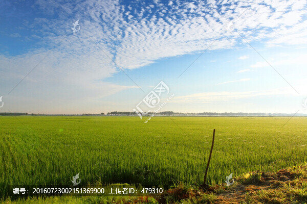 水稻,水稻田,秧苗,莊稼,農(nóng)田