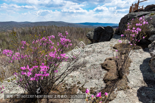 杜鵑花