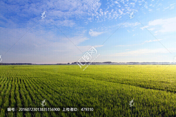 水稻,水稻田,秧苗,莊稼,農(nóng)田