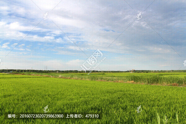 水稻,水稻田,秧苗,莊稼,農(nóng)田