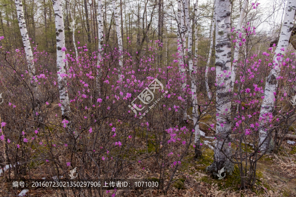 杜鵑花與白樺樹(shù)