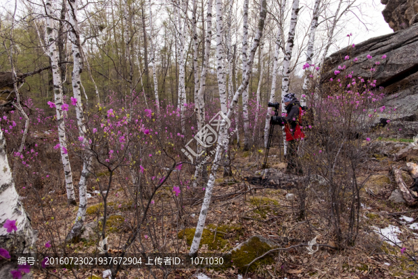 杜鵑花與白樺樹