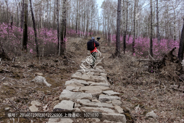 杜鵑花與攝影師