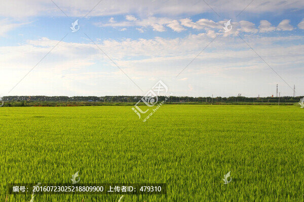 水稻,水稻田,秧苗,莊稼,農(nóng)田