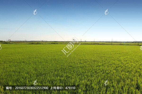 水稻,水稻田,秧苗,莊稼,農(nóng)田