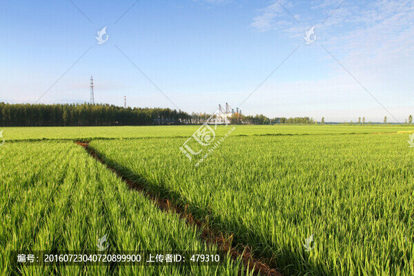 水稻,水稻田,秧苗,莊稼,農(nóng)田