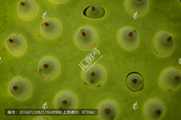 蓮蓬