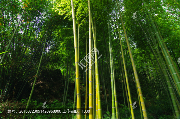 綠竹