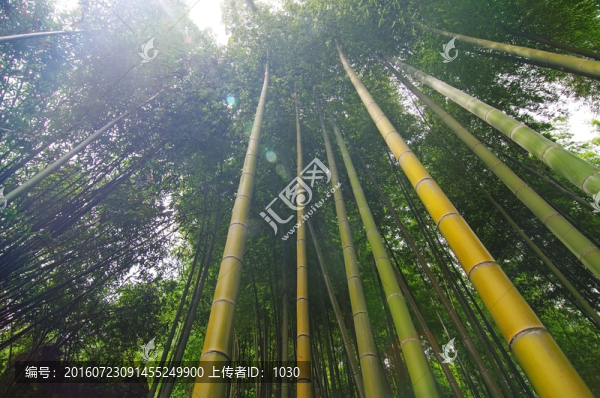 竹子,竹林
