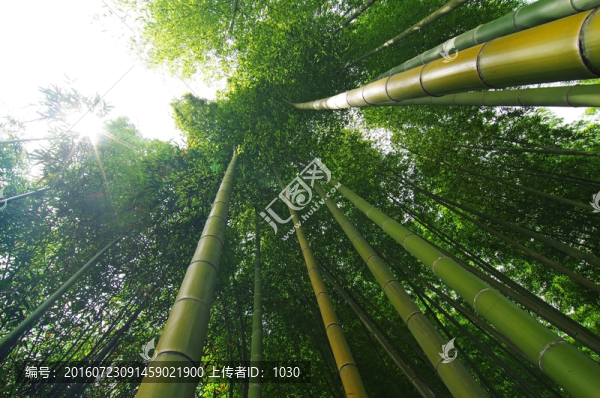 竹子