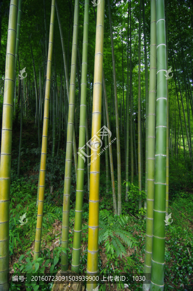 竹子,竹林