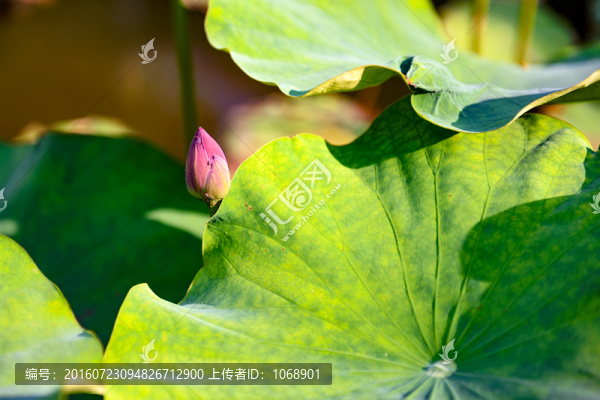 荷花,荷葉