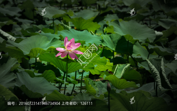 誘人的荷花