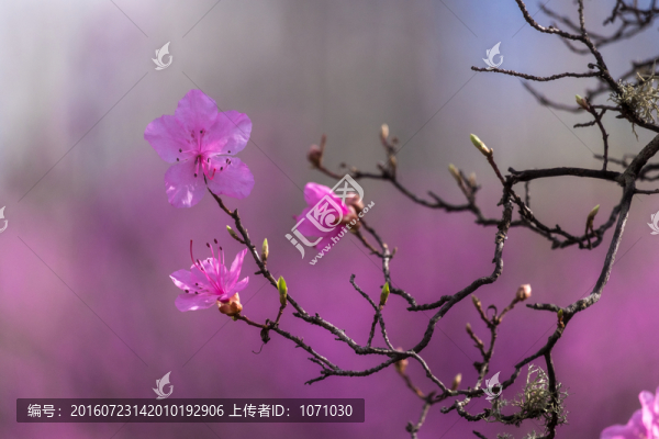 杜鵑花