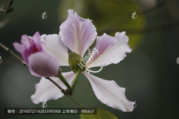 紫荊花
