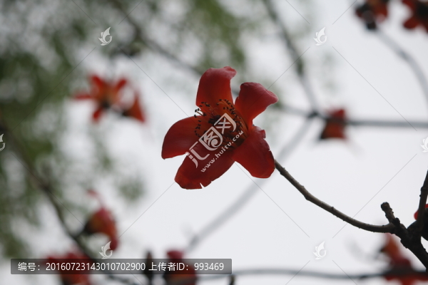 木棉花