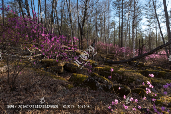 杜鵑花