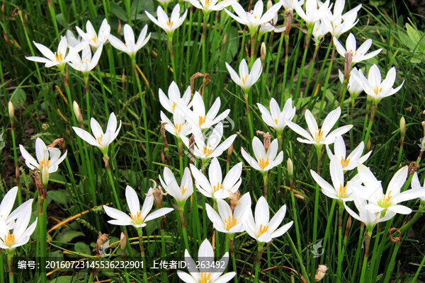 白色水仙花