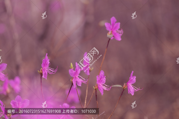 杜鵑花