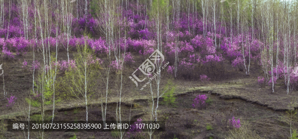 映山花開滿山坡