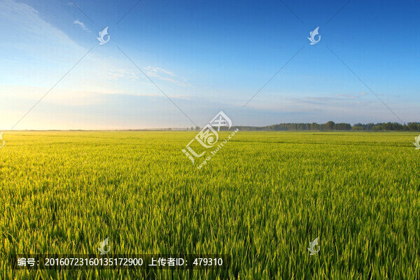 水稻,水稻田,秧苗,莊稼,農(nóng)田