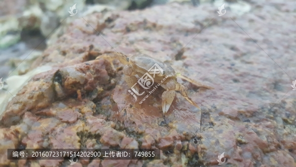 小螃蟹