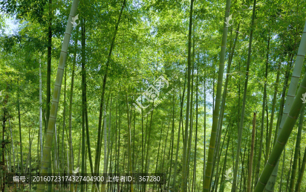 青翠竹林