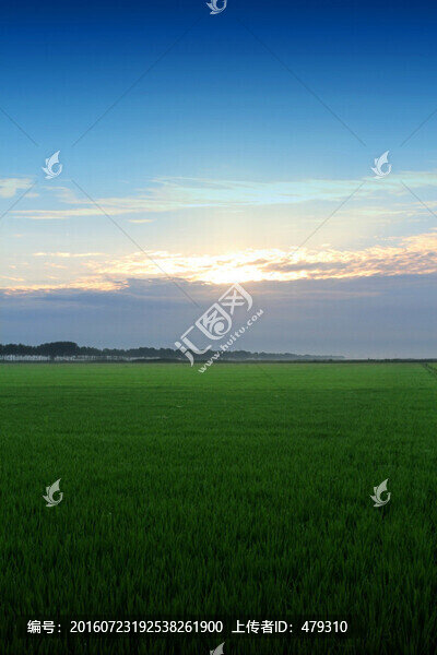 水稻,水稻田,秧苗,莊稼,農(nóng)田