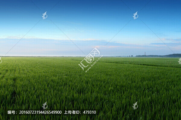 水稻,水稻田,秧苗,莊稼,農(nóng)田